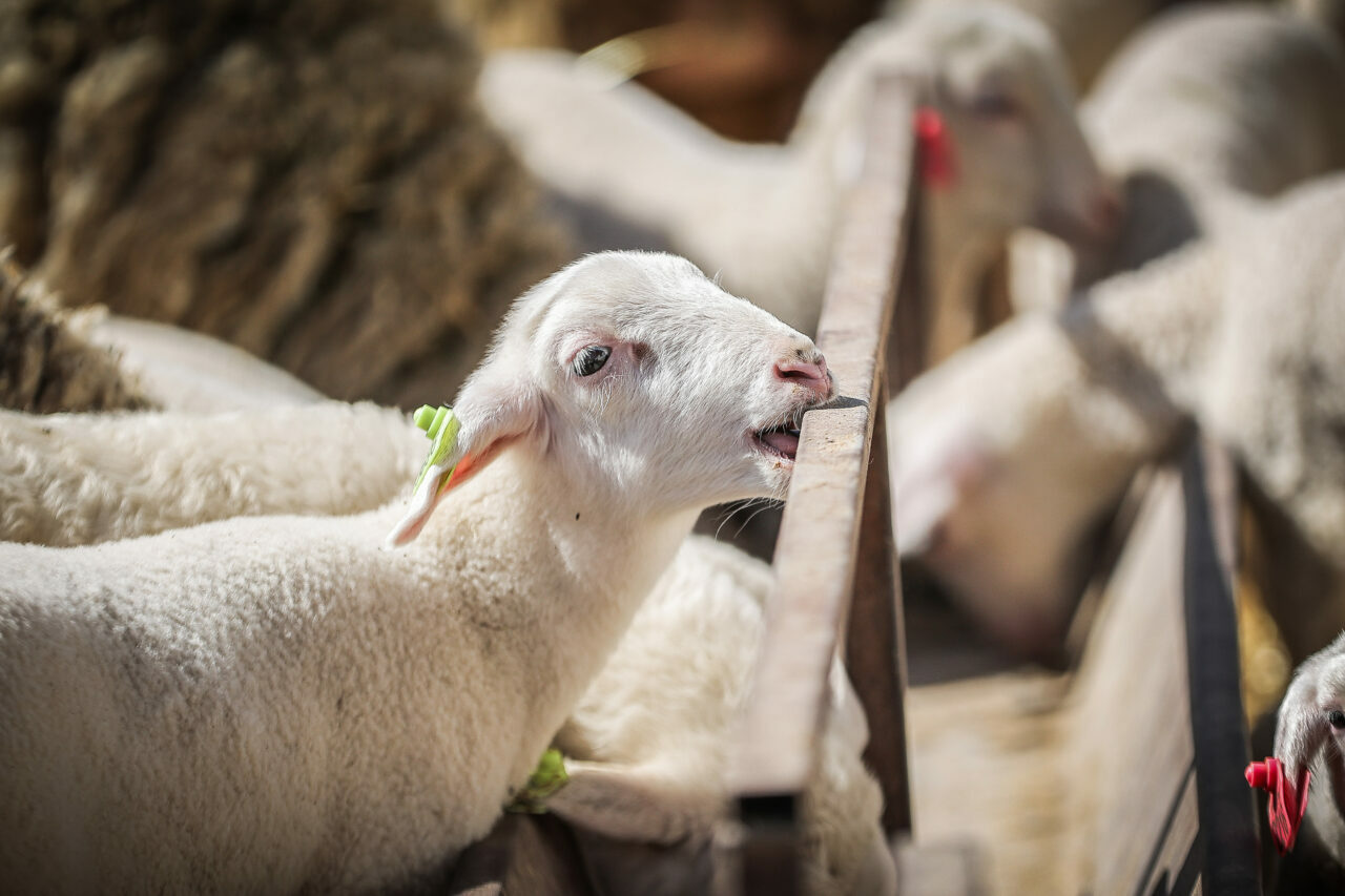 bursadaki dev ciftlikte 11 bin kuzu dunyaya gelecek 60f141b362ef