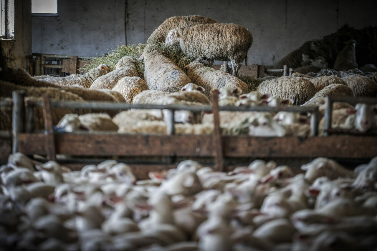 bursadaki dev ciftlikte 11 bin kuzu dunyaya gelecek 7673ed23d27c