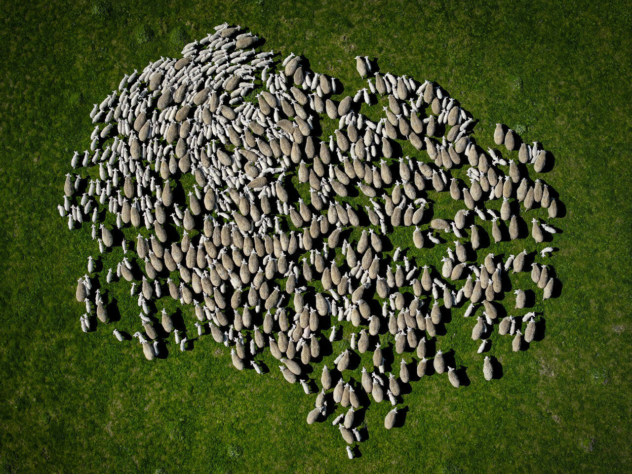 bursadaki dev ciftlikte 11 bin kuzu dunyaya gelecek 7f82364caeef