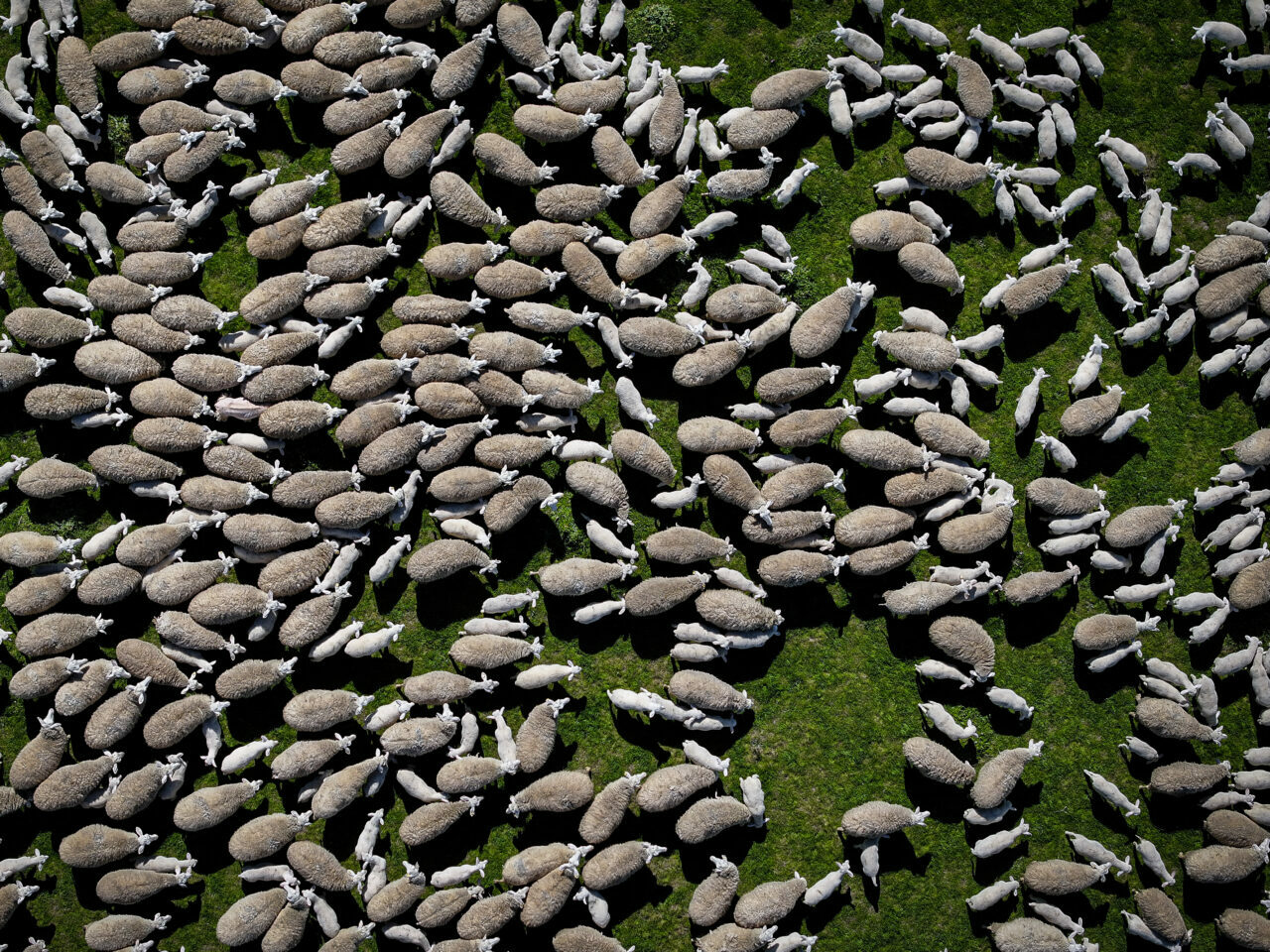 bursadaki dev ciftlikte 11 bin kuzu dunyaya gelecek 82a571b7e255