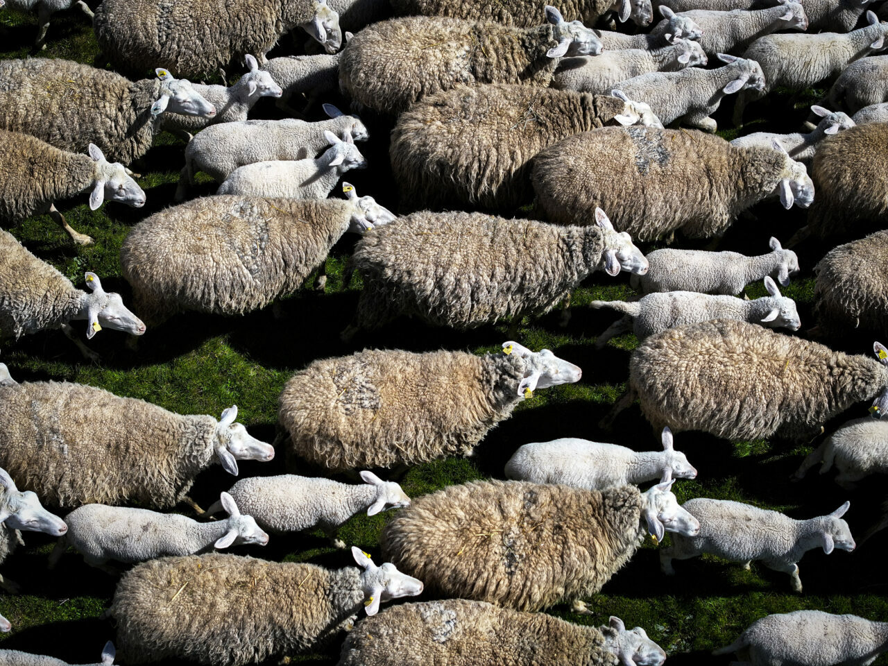 bursadaki dev ciftlikte 11 bin kuzu dunyaya gelecek 8899756519f3