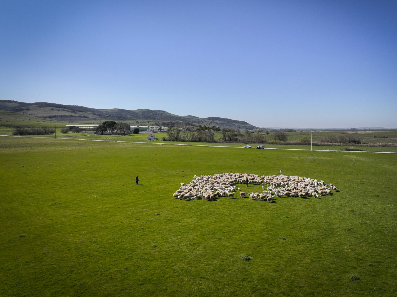 bursadaki dev ciftlikte 11 bin kuzu dunyaya gelecek 8c107f7afe13