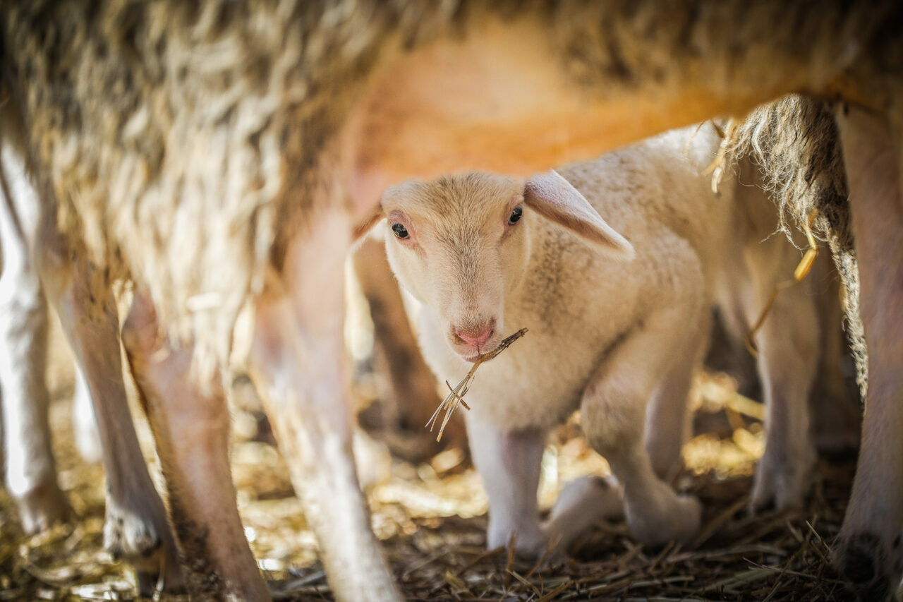 bursadaki dev ciftlikte 11 bin kuzu dunyaya gelecek 9e4b7102340f