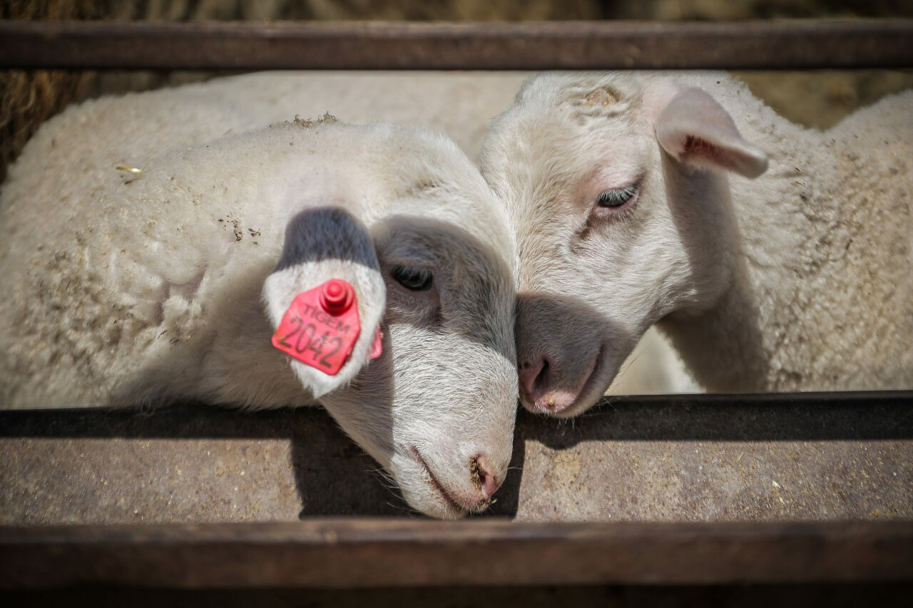 bursadaki dev ciftlikte 11 bin kuzu dunyaya gelecek aa5b05963820