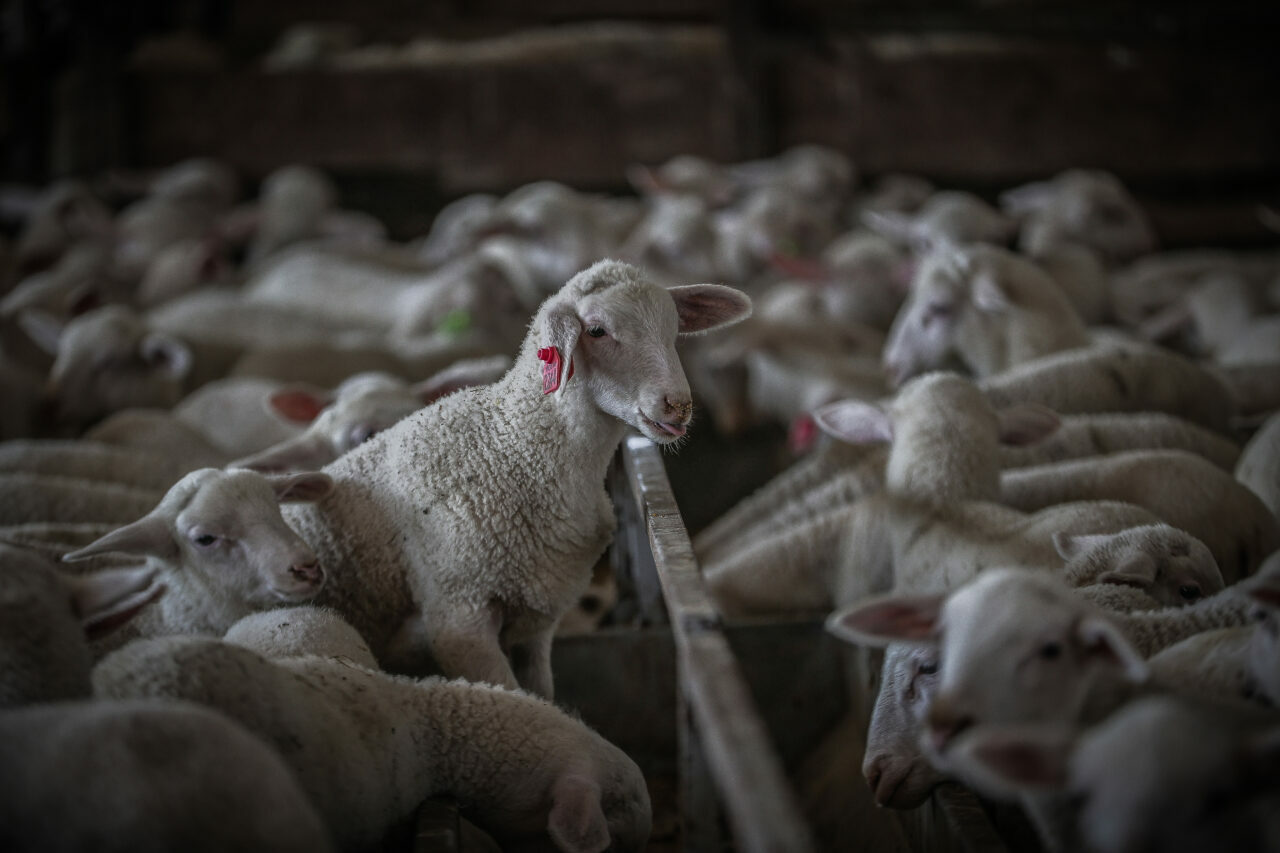 bursadaki dev ciftlikte 11 bin kuzu dunyaya gelecek aae3cab13890