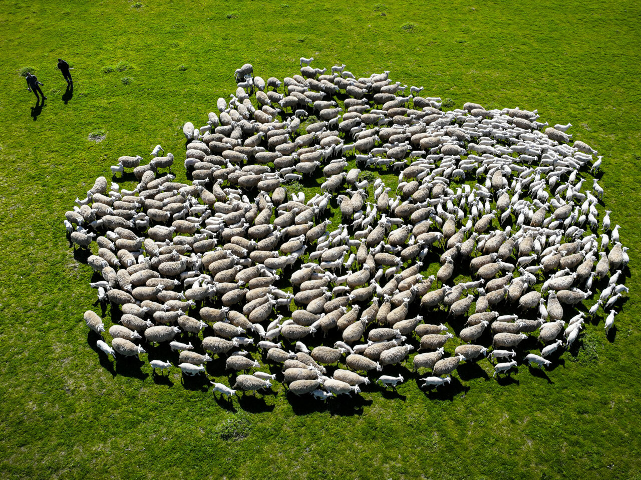 bursadaki dev ciftlikte 11 bin kuzu dunyaya gelecek aba82155da34