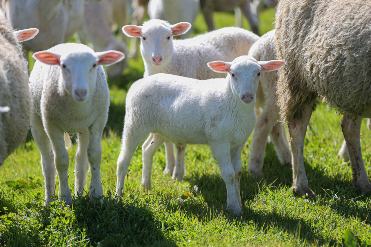 bursadaki dev ciftlikte 11 bin kuzu dunyaya gelecek aceb0709e26a