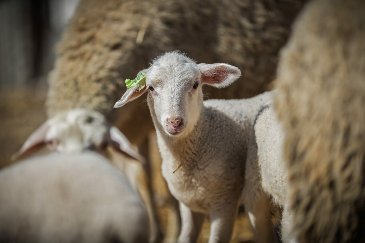 bursadaki dev ciftlikte 11 bin kuzu dunyaya gelecek b62f10b44168