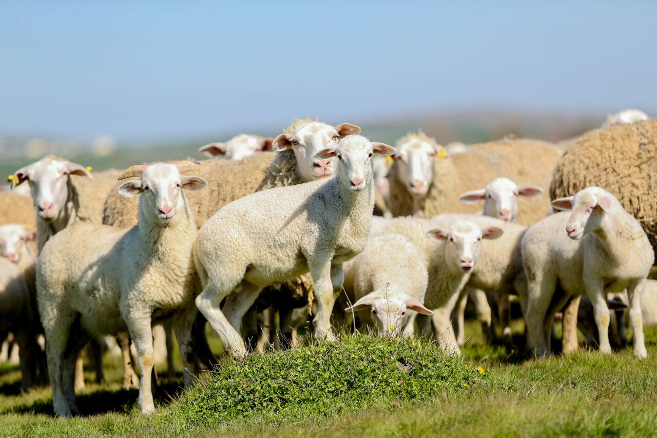 bursadaki dev ciftlikte 11 bin kuzu dunyaya gelecek d1d3cb825bf2