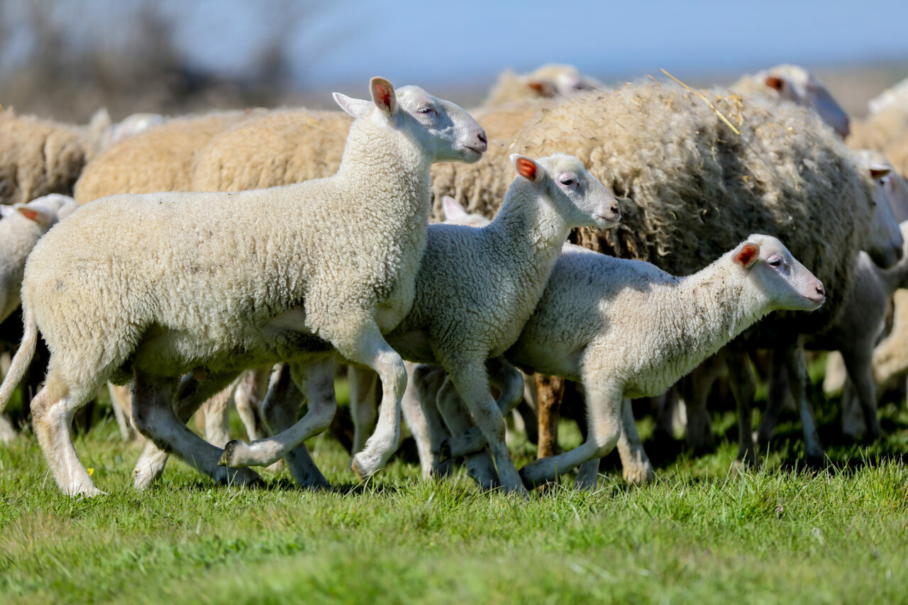 bursadaki dev ciftlikte 11 bin kuzu dunyaya gelecek d544f710c3d0