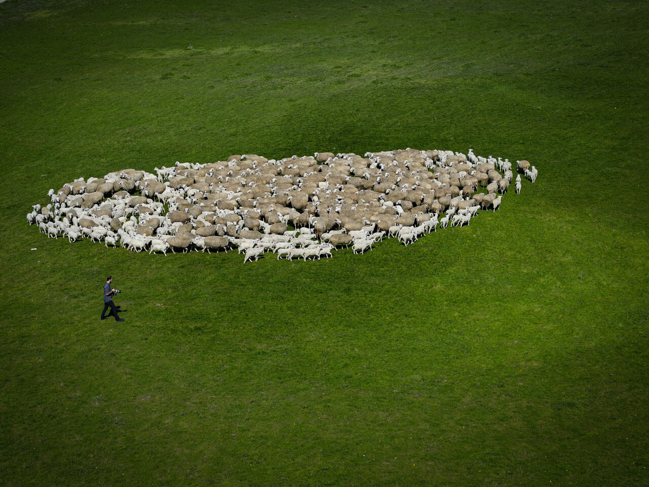 bursadaki dev ciftlikte 11 bin kuzu dunyaya gelecek da797be8aa10