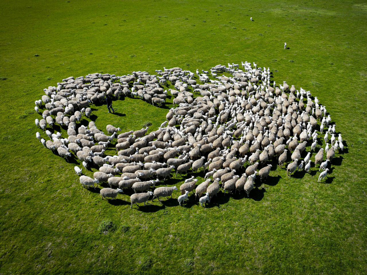 bursadaki dev ciftlikte 11 bin kuzu dunyaya gelecek dc91ffe96094