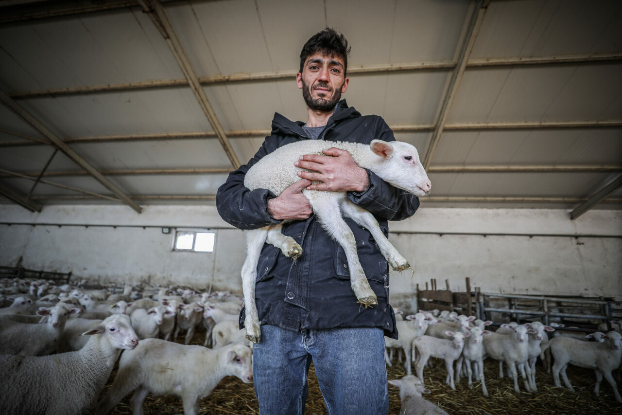 bursadaki dev ciftlikte 11 bin kuzu dunyaya gelecek ddae337f9b09