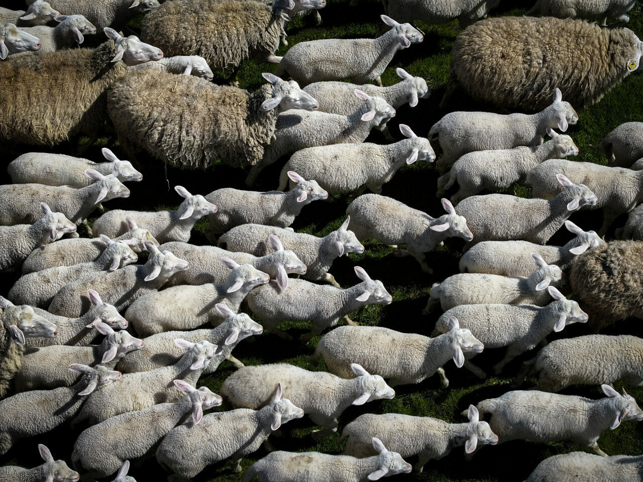 bursadaki dev ciftlikte 11 bin kuzu dunyaya gelecek e1da654ff139