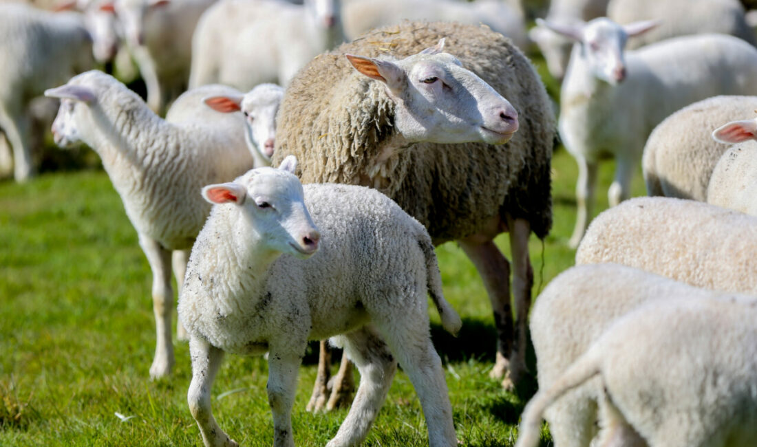 Bursa'nın Karacabey ilçesinde Tarım ve Orman Bakanlığı Tarım İşletmeleri Genel