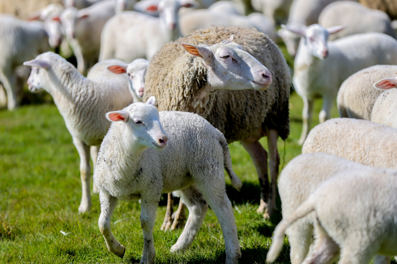 Bursa'nın Karacabey ilçesinde Tarım ve Orman Bakanlığı Tarım İşletmeleri Genel