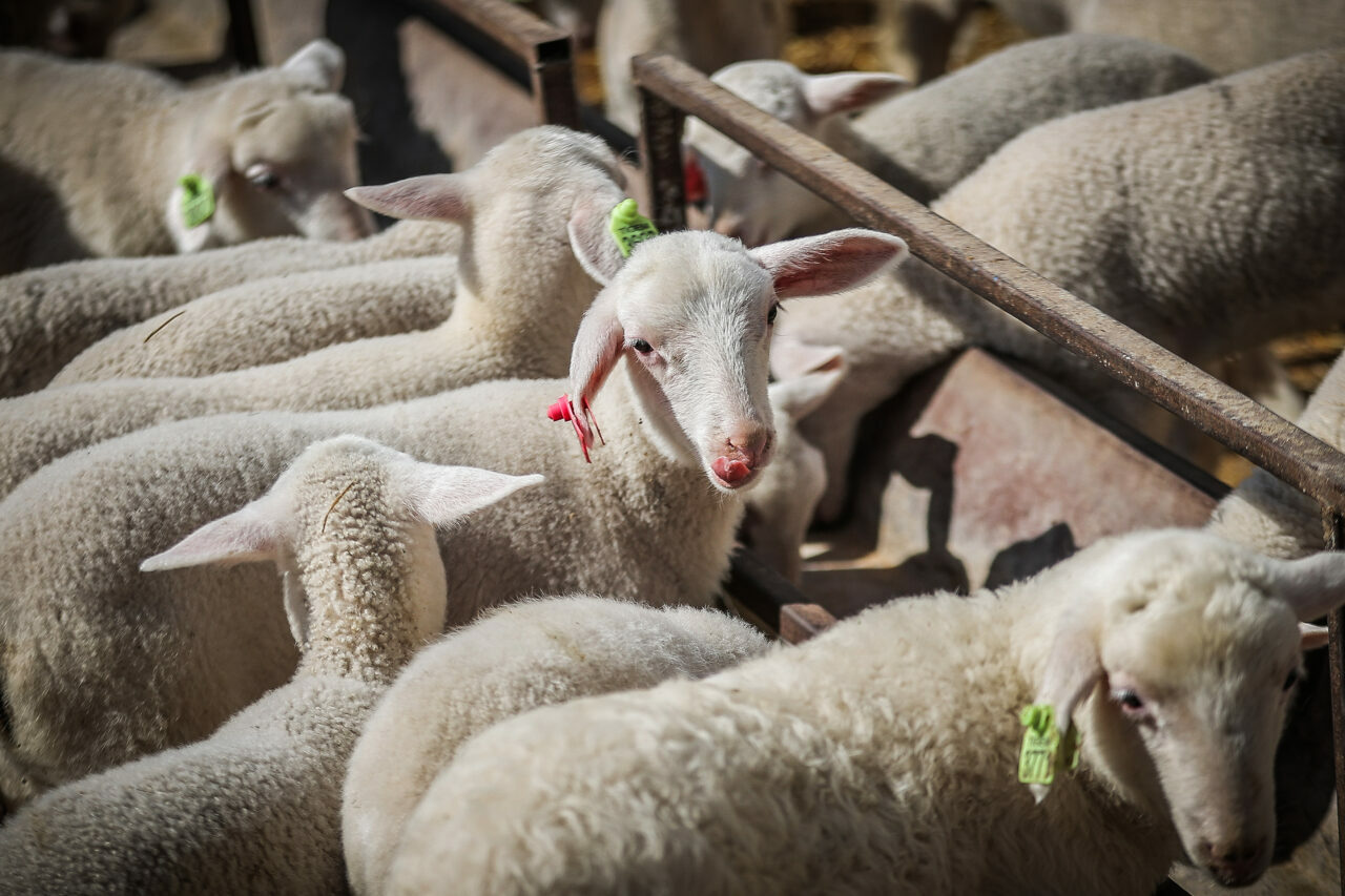 bursadaki dev ciftlikte 11 bin kuzu dunyaya gelecek e85f79d8906a