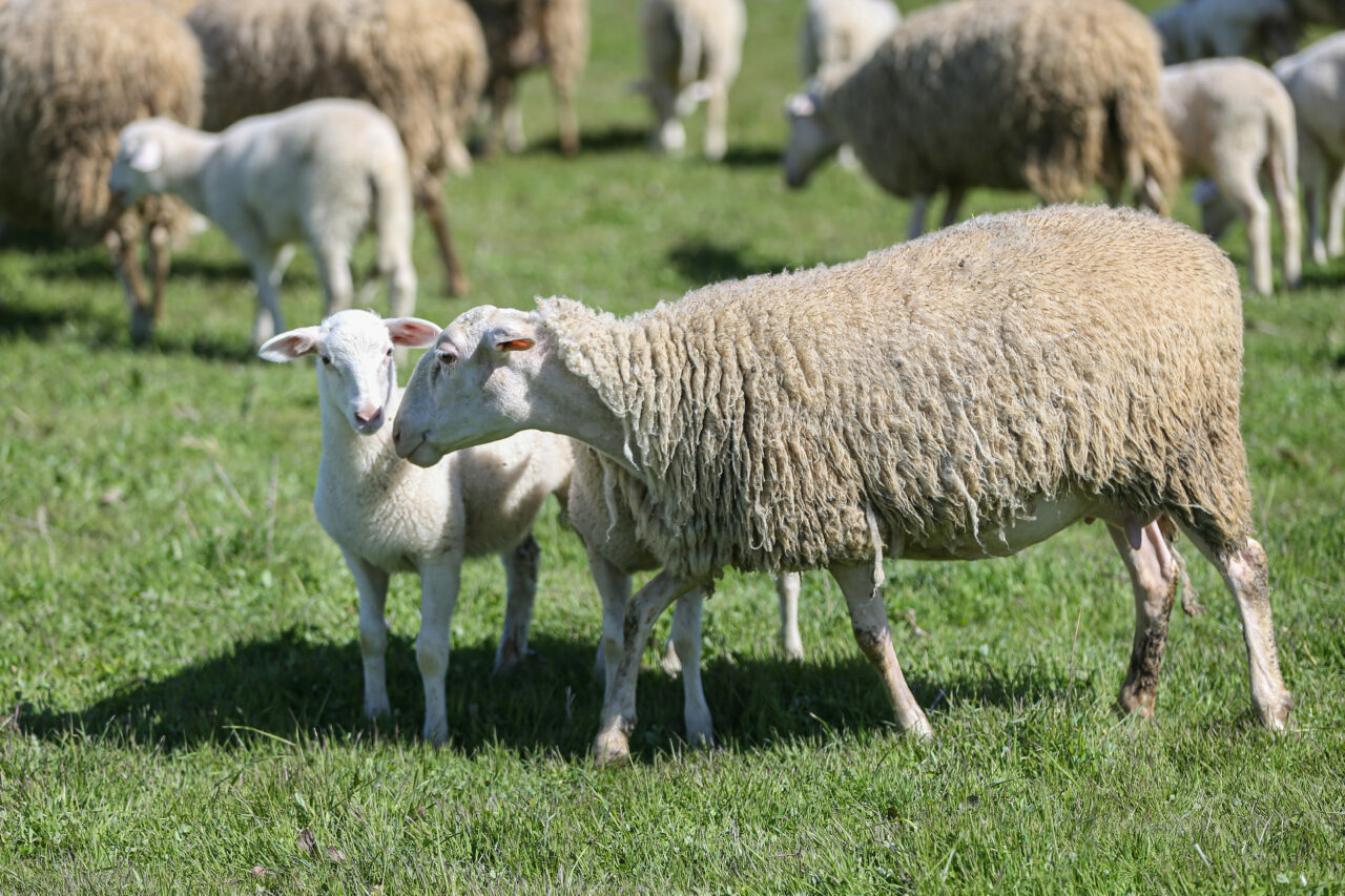 bursadaki dev ciftlikte 11 bin kuzu dunyaya gelecek eb3dd7106484