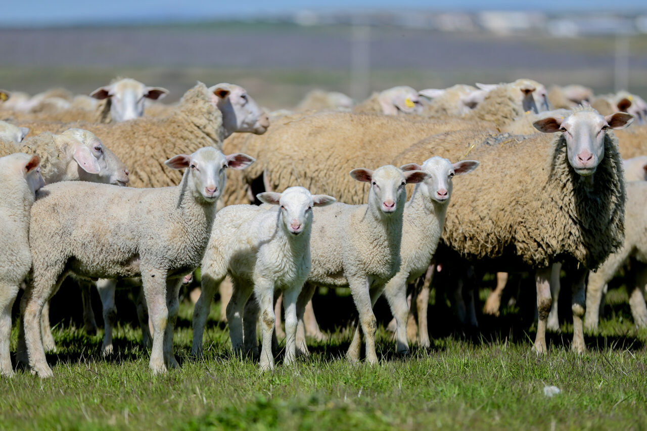 bursadaki dev ciftlikte 11 bin kuzu dunyaya gelecek eb8f0ed75501