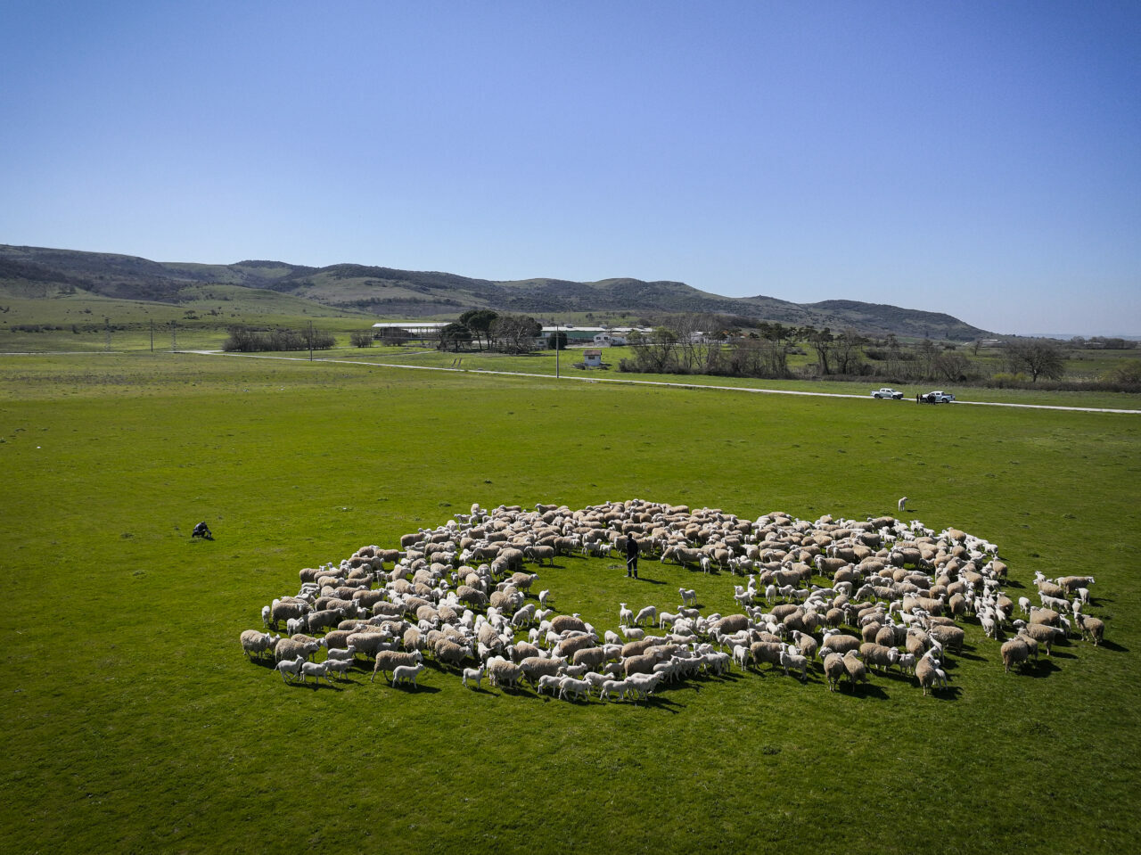 bursadaki dev ciftlikte 11 bin kuzu dunyaya gelecek f255418b7a2c