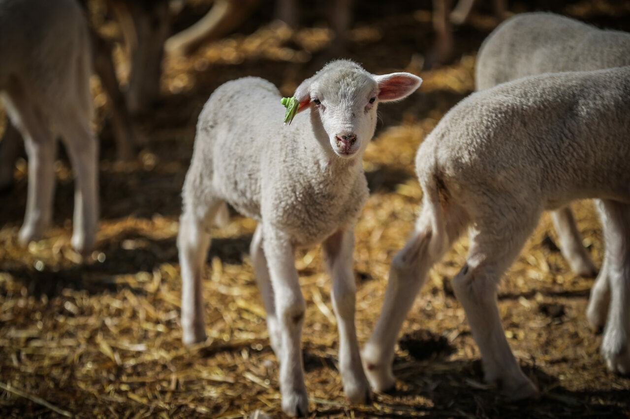 bursadaki dev ciftlikte 11 bin kuzu dunyaya gelecek f59ae478dfe8