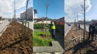 Bursa’da 700 yıllık mirasa 700 çınar