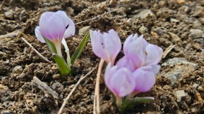Çankırı’da baharın müjdecisi kar çiçekleri açtı