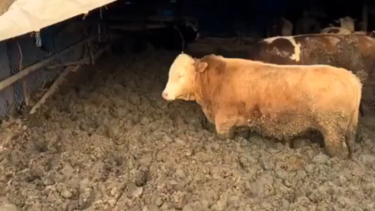 Skandal ortaya çıktı! Kilo alsınlar diye çamura saplamışlar