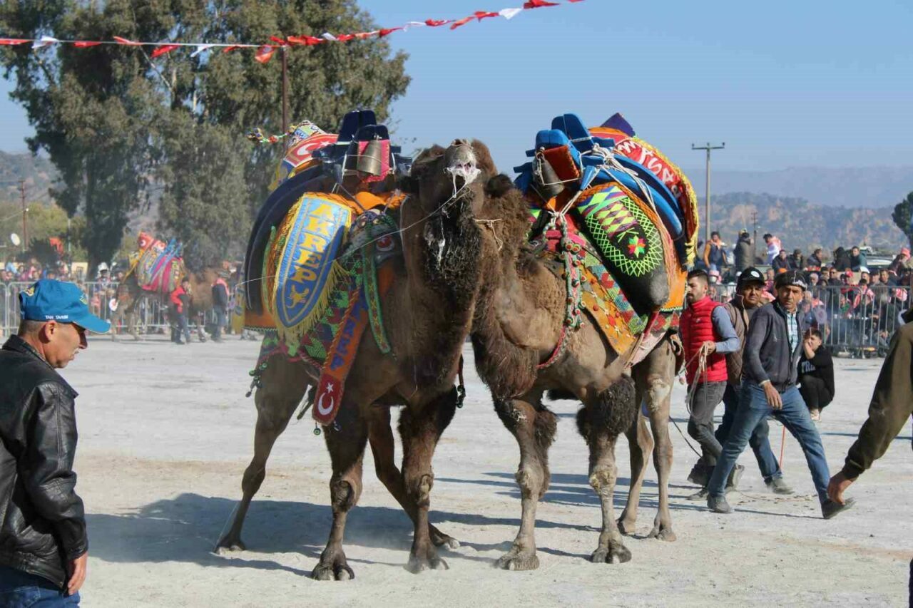 Deve güreşi takvimi belli oldu
