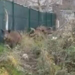 Bursa’da yaban domuzu endişesi Mahalleye indiler