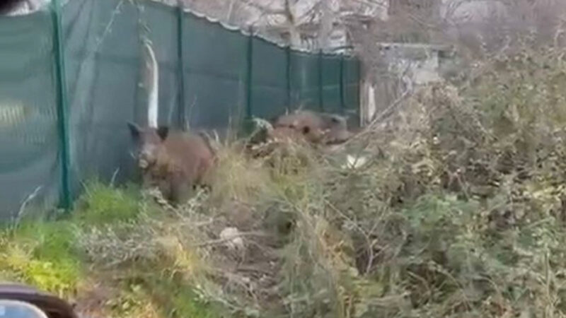 Bursa’da yaban domuzu endişesi Mahalleye indiler