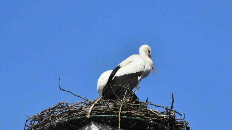 Geçtiğimiz yılın meşhur leylekleri yeniden Bursa’da