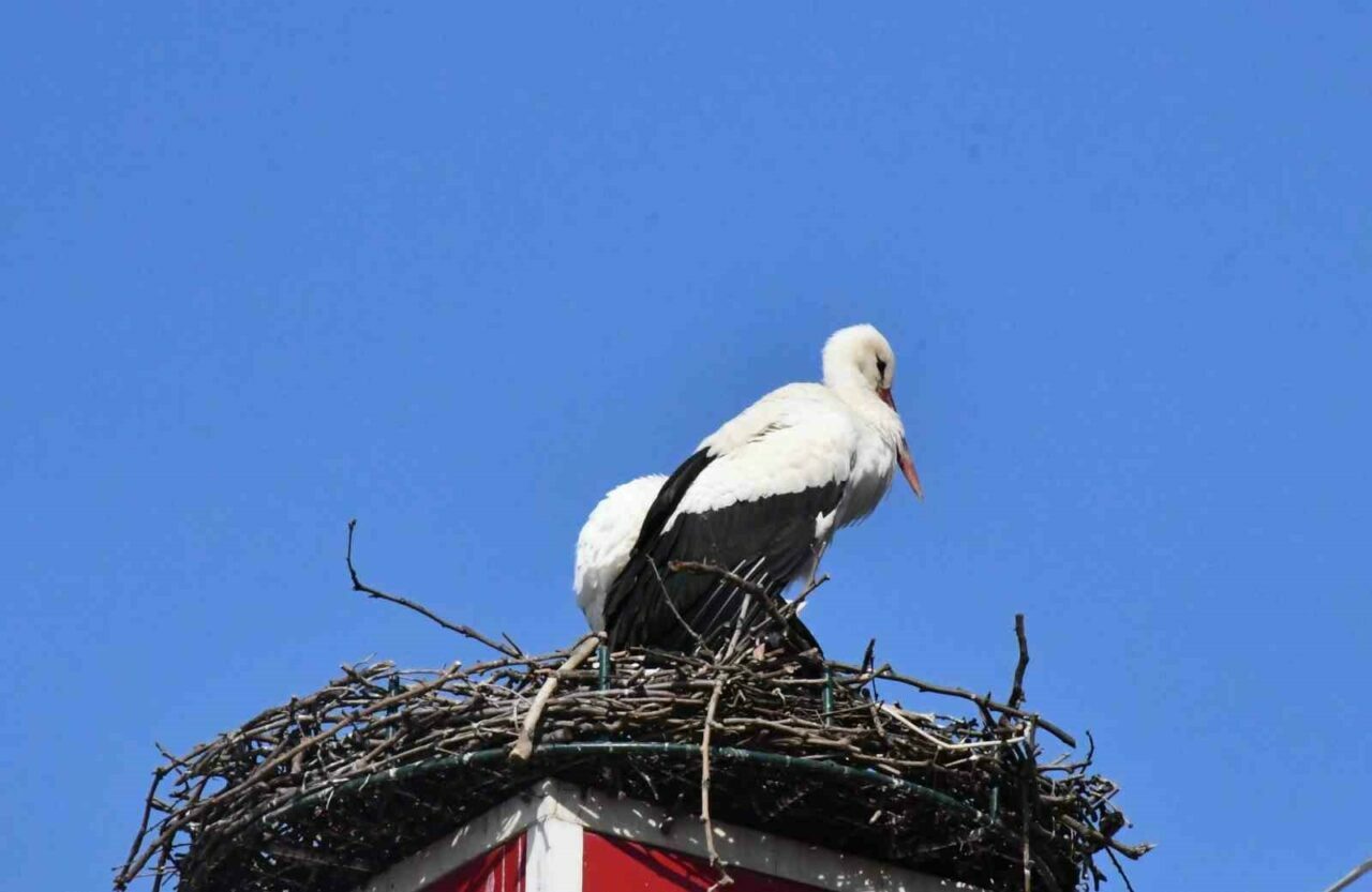 Geçtiğimiz yılın meşhur leylekleri yeniden Bursa’da