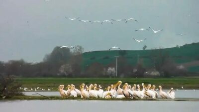 Göç yolundaki pelikanlar Bursa’da mola verdi