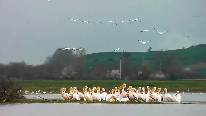 Göç yolundaki pelikanlar Bursa’da mola verdi