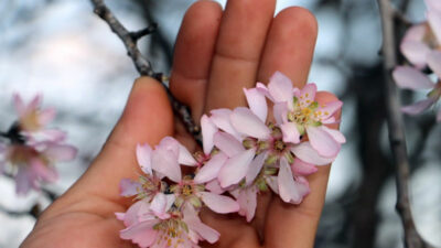 Bursa’da bu saatlere dikkat! Yalancı Bahar’a karşı uyarı geldi