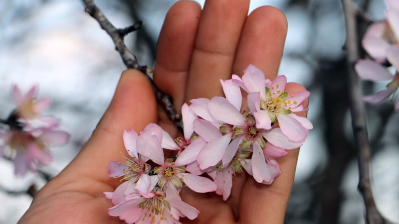 Bursa’da bu saatlere dikkat! Yalancı Bahar’a karşı uyarı geldi