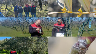 Bursa’da tarımsal üretim alanlarında düzenli kontroller sürüyor