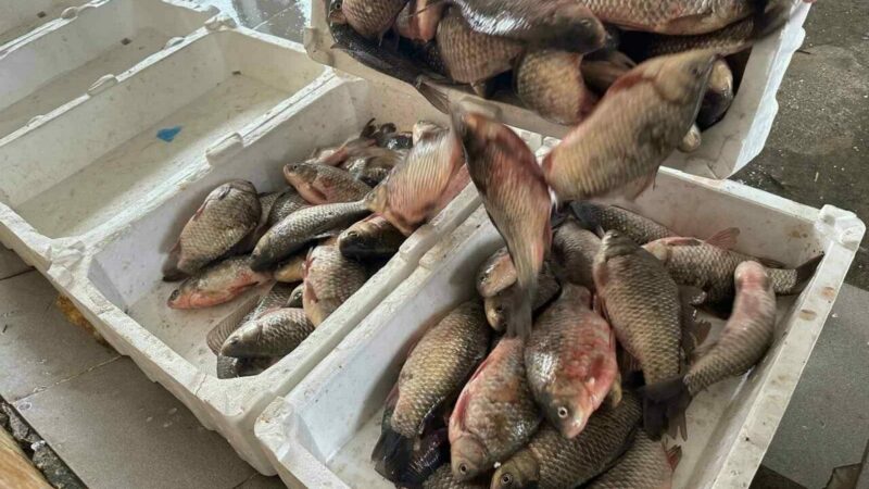 Bursa’da sayıları hızla arttı! İki ülkeye ihraç ediliyor Bursa’da sayıları hızla arttı! İki ülkeye ihraç ediliyor