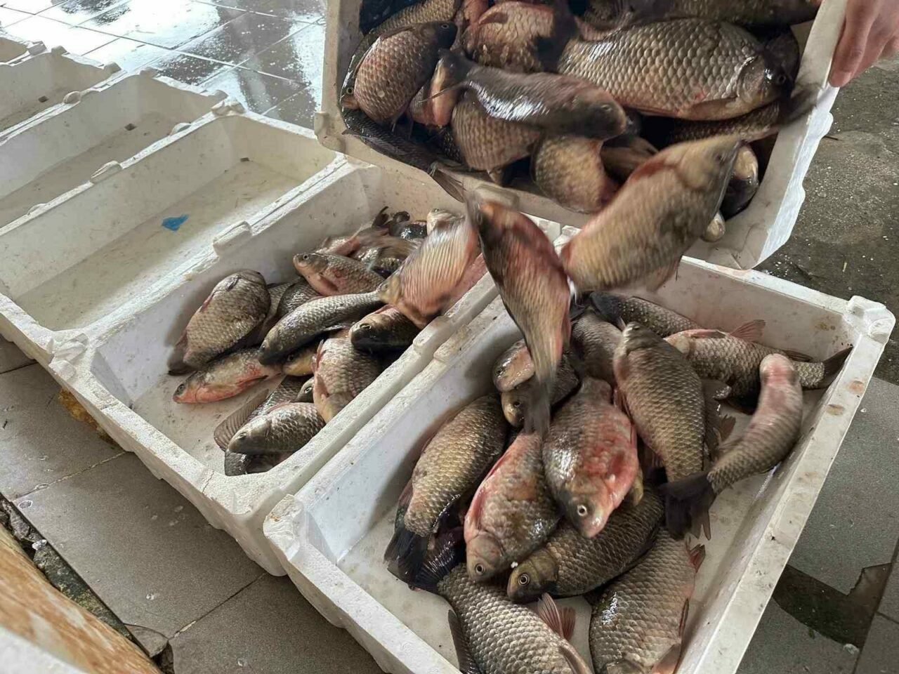 Bursa’da sayıları hızla arttı! İki ülkeye ihraç ediliyor