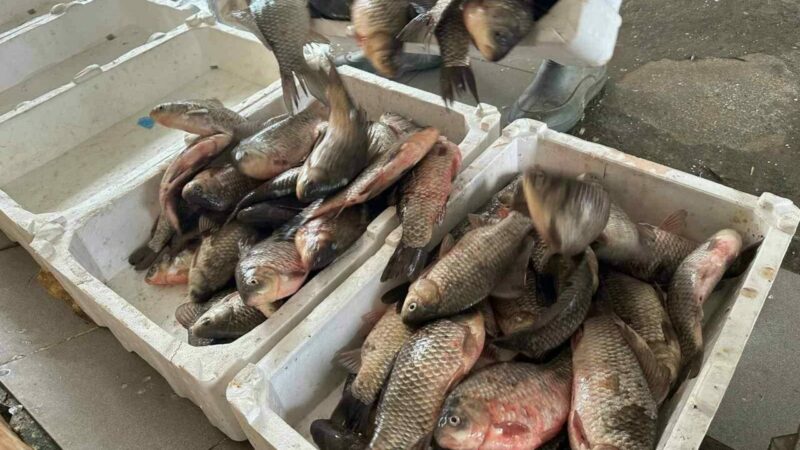 Bursa’da sayıları hızla arttı! İki ülkeye ihraç ediliyor