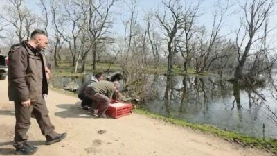 Bursa’da yeniden doğaya salındılar