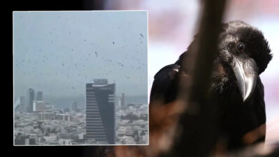 Tel Aviv’de karga paniği! Gökyüzünü kapladılar
