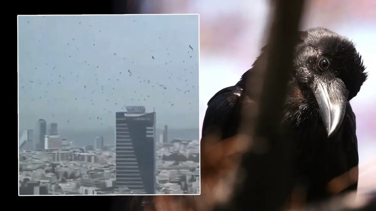 Tel Aviv’de karga paniği! Gökyüzünü kapladılar