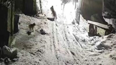 Köye inen kurtlar köpeği alıp götürdü