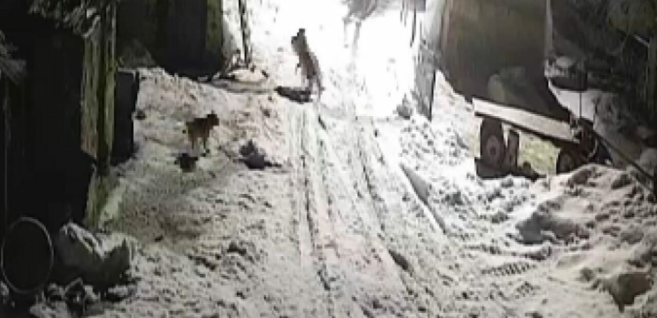 Köye inen kurtlar köpeği alıp götürdü