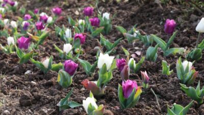 Bursa’nın merkezi çiçek açtı