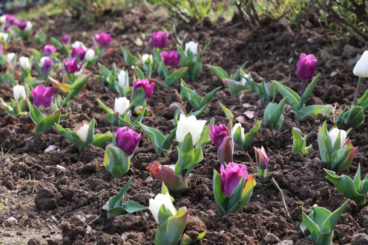 Bursa’nın merkezi çiçek açtı Bursa’nın merkezi çiçek açtı
