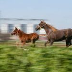 Şampiyon adayları Bursa’da yetişiyor