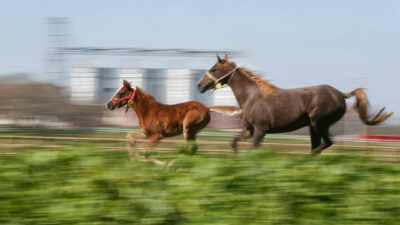 Şampiyon adayları Bursa’da yetişiyor